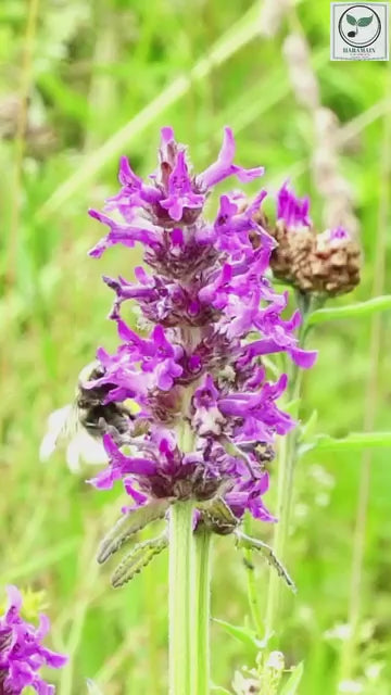 🍯 Wild Flower Honey – 100% Pure &amp; Natural (500g)